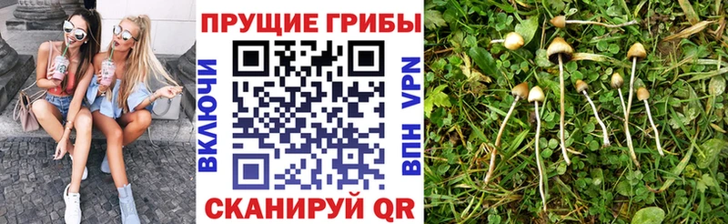 Псилоцибиновые грибы Cubensis  Верхотурье 